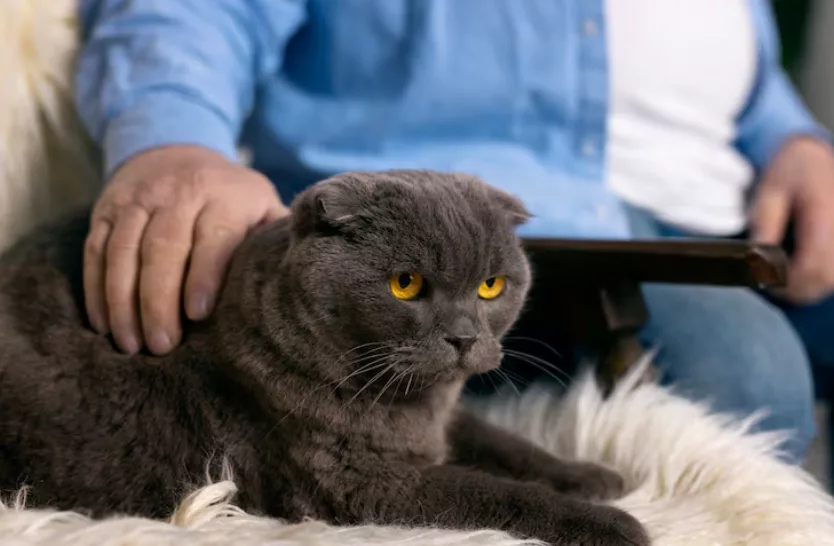 7 Guidelines for Feeding Your Cat the Right Amount Daily