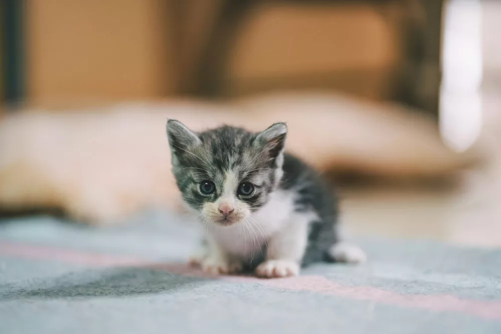 Litter Training a Kitten in a Calm and Effective Way